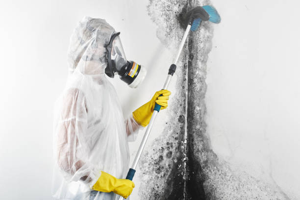 Best Environmental Consulting for Mold Prevention  in Tangelo Park, FL