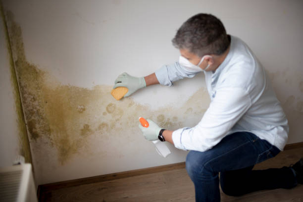 Best Residential Mold Inspection & Testing  in Tangelo Park, FL
