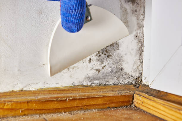 Best Asbestos and Lead Testing During Mold Inspection  in Tangelo Park, FL